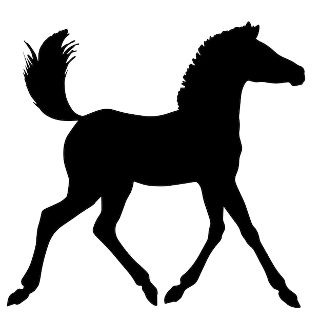 Black and white vector illustration of baby horse foal