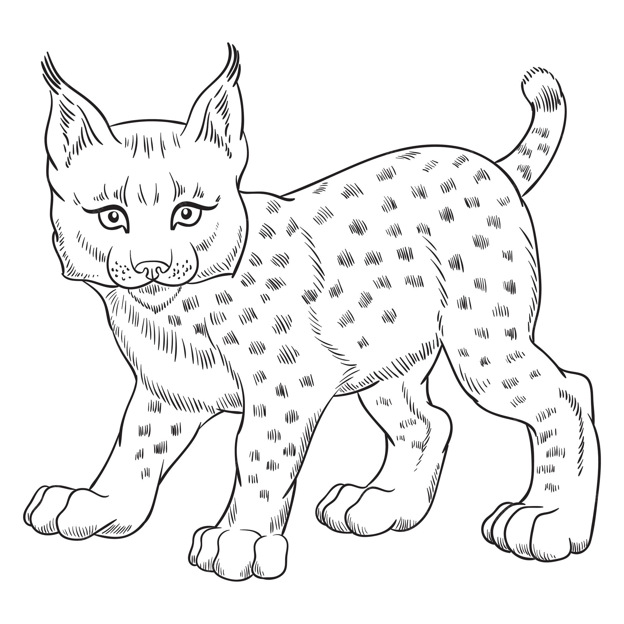 baby bobcat coloring pages