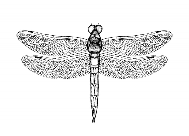 Vector black and white vector illustration of a dragonfly