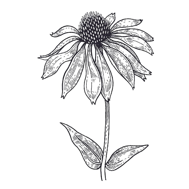 Vector black and white vector illustration of echinacea flower medical plant