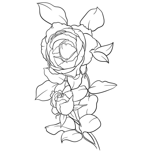 Vector black and white vector illustration of rose flower isolated on white background for coloring page