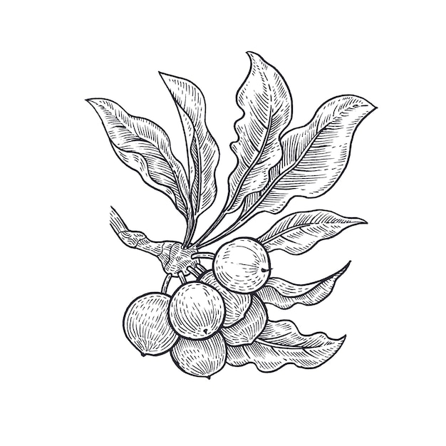 Vettore illustrazione vettoriale in bianco e nero della pianta medica del ramo dell'albero di karitè