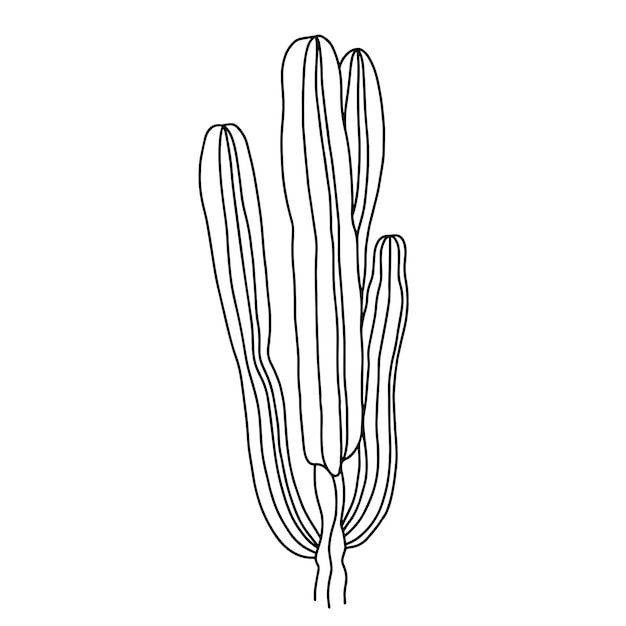 Vector black and white vector illustration of succulent plant of isolated on white background