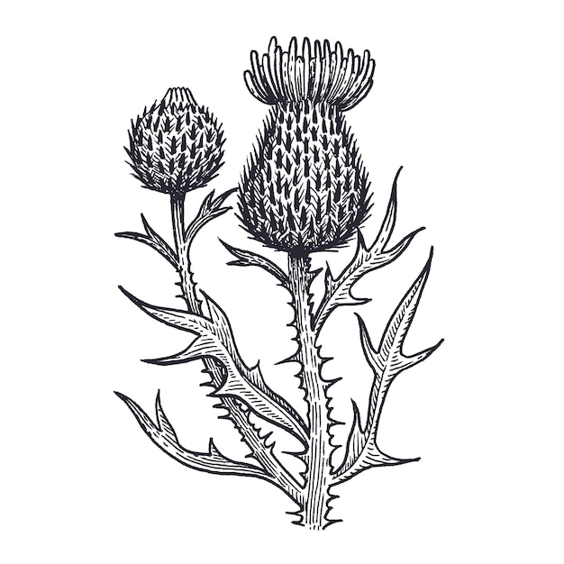 Vettore illustrazione vettoriale in bianco e nero della pianta medica del fiore di cardo