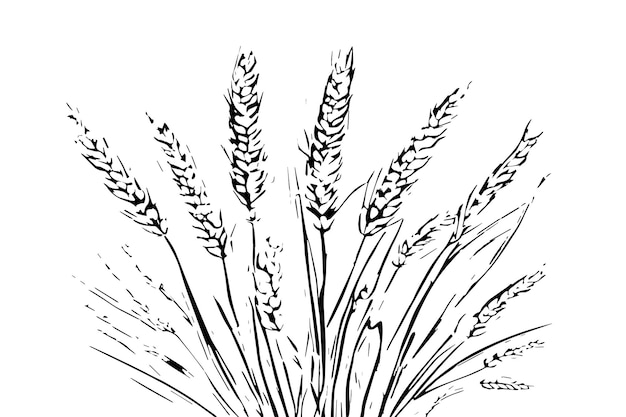 Black and white vector of wheat plant texture