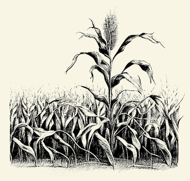 Vector black and white wheat field isolated