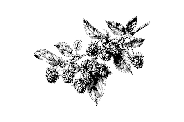 Vector blackberry branch ink illustratie in monochrome vector illustratie ontwerp