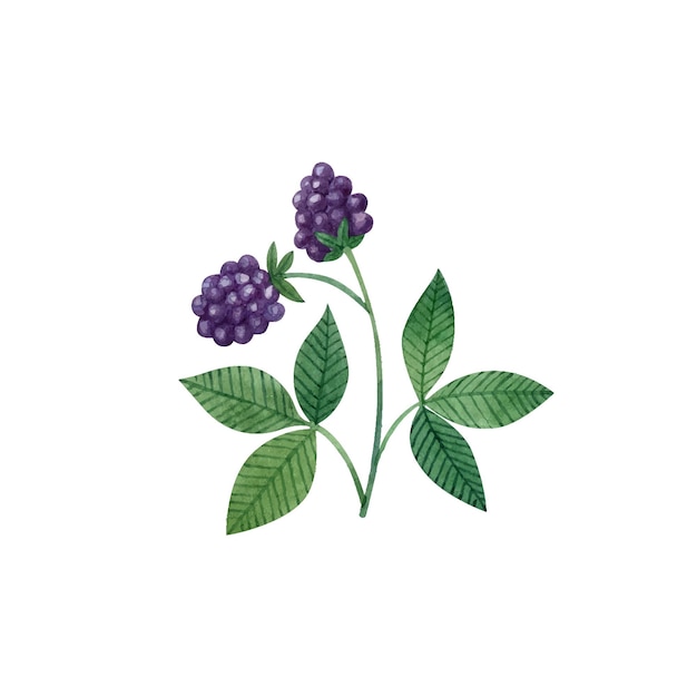 Blackberry branch with two leaves and berries isolated on white Watercolor vector clipart