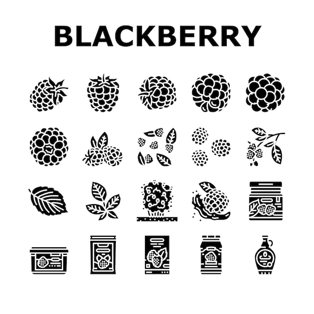 Blackberry frutta bacca cibo nero set di icone vettore