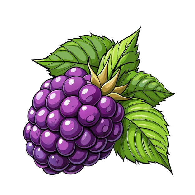 Vector blackberry fruit berry summer cartoon style on white background