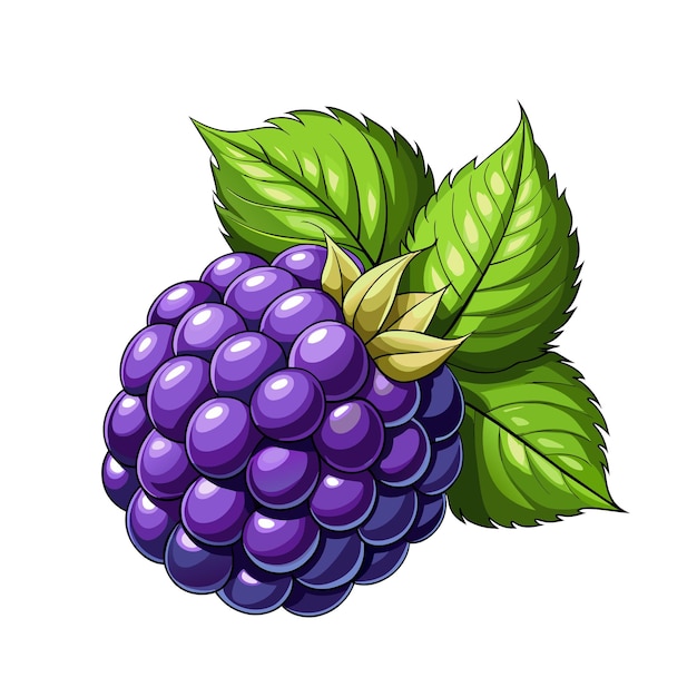 Vector blackberry fruit berry summer cartoon style on white background