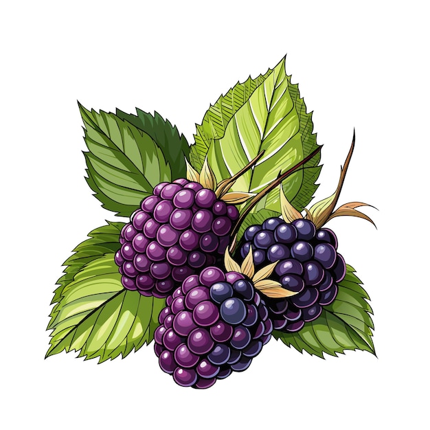 Vector blackberry fruit berry summer cartoon style on white background