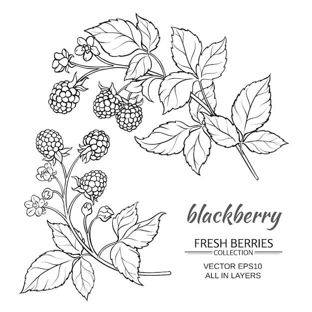 Blackberry plant vector set on white background