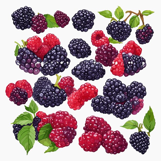 Vector blackberry and raspberry