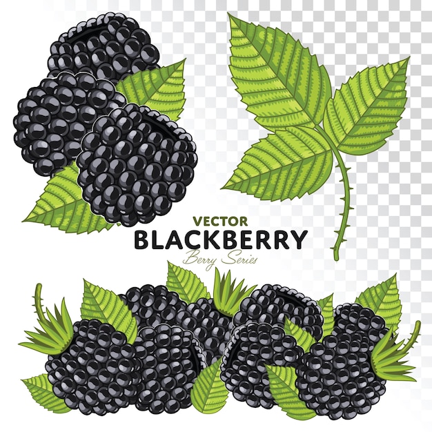 Blackberry set