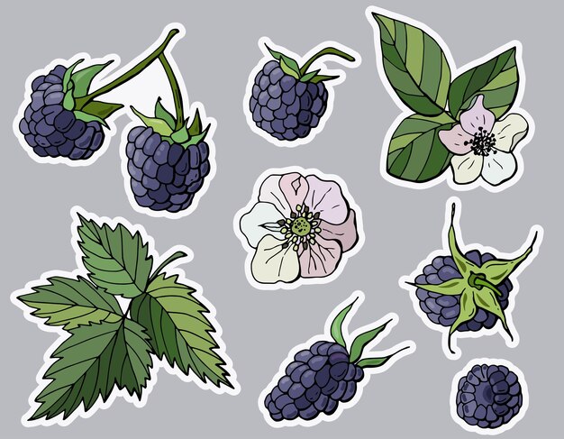 Blackberry sticker set Cartoon style