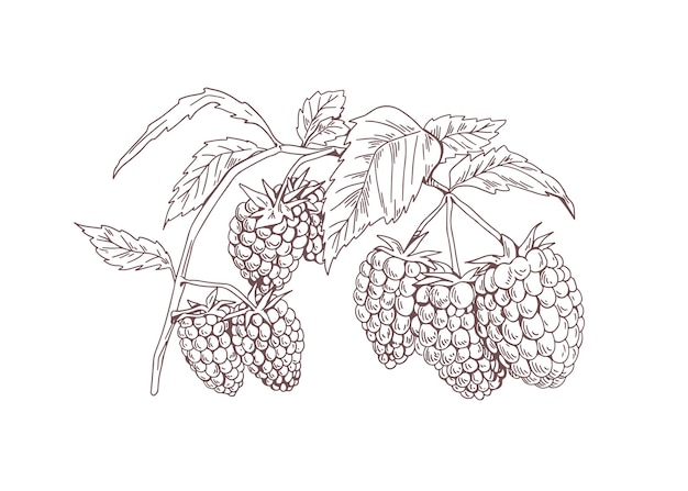 Blackberry-tak. Geschetste botanische schets van braambessen getekend in vintage stijl. Tuin fruitplant tekening. Handgetekende vectorillustratie van schetsmatige dauwbraam geïsoleerd op een witte achtergrond.