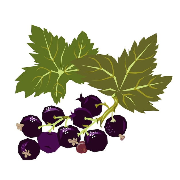 Blackcurrant berries on a branch with leaves in decorative style flat vector isolated