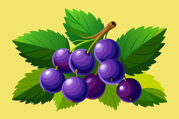 Blackcurrant fruit background