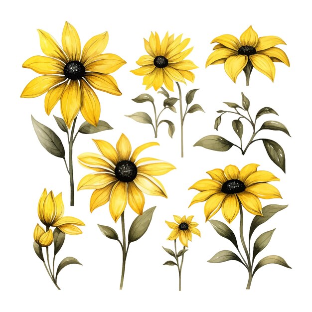 BlackEyed Susan flower watercolor set clipart white background