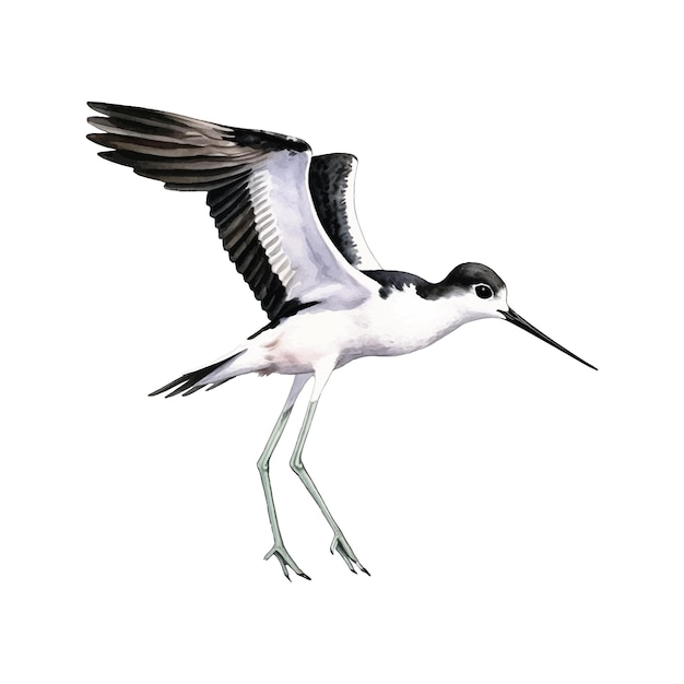 벡터 blacknecked stilt 수채화 물감