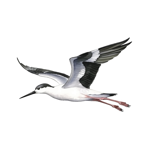 Vector blacknecked stilt watercolor paint