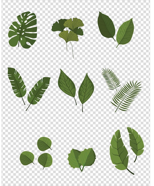 bladpictogram Groen bladpictogram Bladeren van bomen en planten op een transparante achtergrond