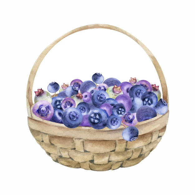 Blauwe bessen in een geweven mand, met de hand getekend in waterverf, een hoop rijpe, geplukte bospaarse bessen.