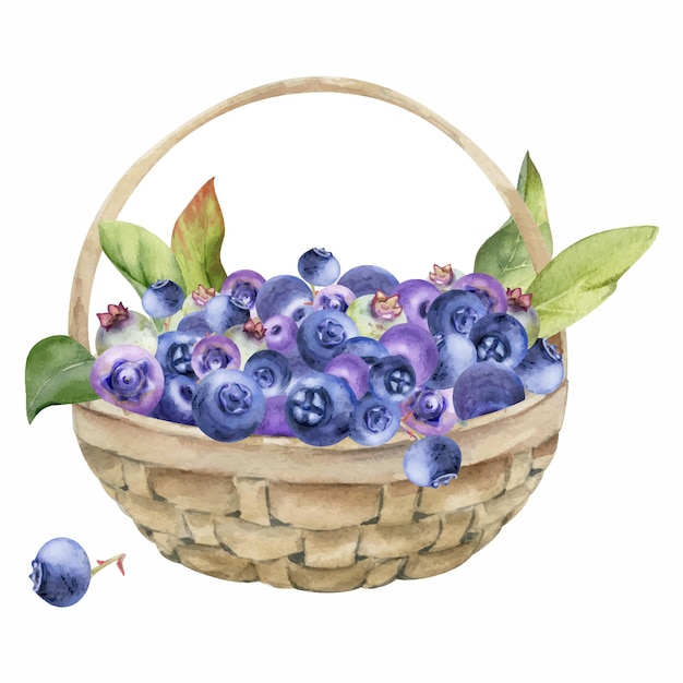 Blauwe bessen met bladeren in een geweven mand, met de hand getekend in waterverf, een hoop rijpe geplukte bessen.