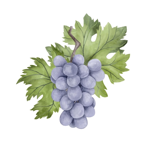 Blauwe druif aquarel illustratie Voedsel samenstelling Geïsoleerd c