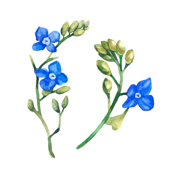 Blauwe lantana bloemen handgetekende geïsoleerde clipart