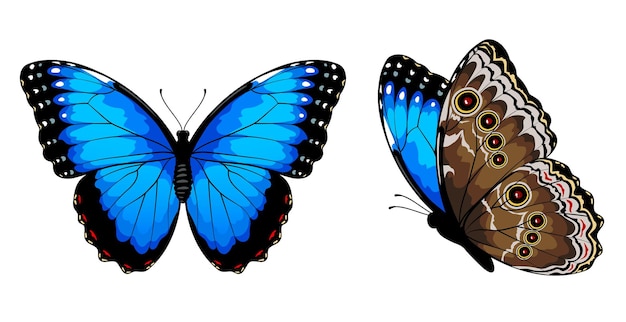 Vector blauwe morpho vlinders set vector illustratie geïsoleerd op witte achtergrond