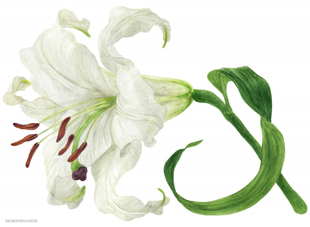 Bloeiende bloementak van Oriental Lily getraceerd aquarel