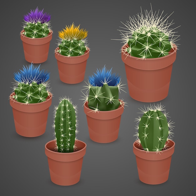 Bloeiende cactus geïsoleerd op donkere achtergrond