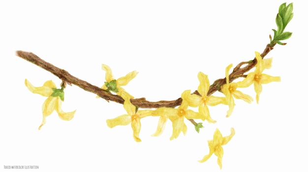 Bloeiende Forsythia-tak, getraceerd aquarel botanische illustratie