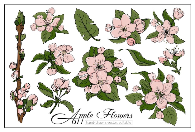 Bloeiende kersen- of appelbloemen Set van realistische handgetekende vector bloeiende kersentakken