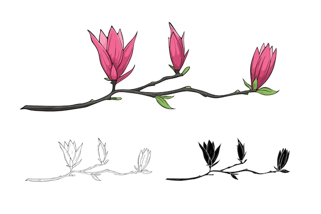 Vector bloeiende magnolia op tak vector illustratie