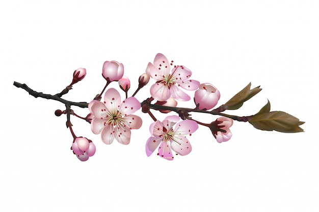 Vector bloeiende sakura kersentak met roze bloemen