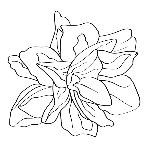 Bloem narcis Het botanische element is met de hand getekend met een zwarte omtrek op een witte achtergrond