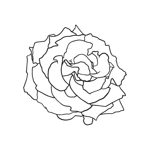 Bloem rose bud plant natuur doodle lineaire cartoon kleuren