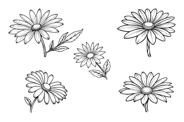 Bloem van een madeliefje Sketch