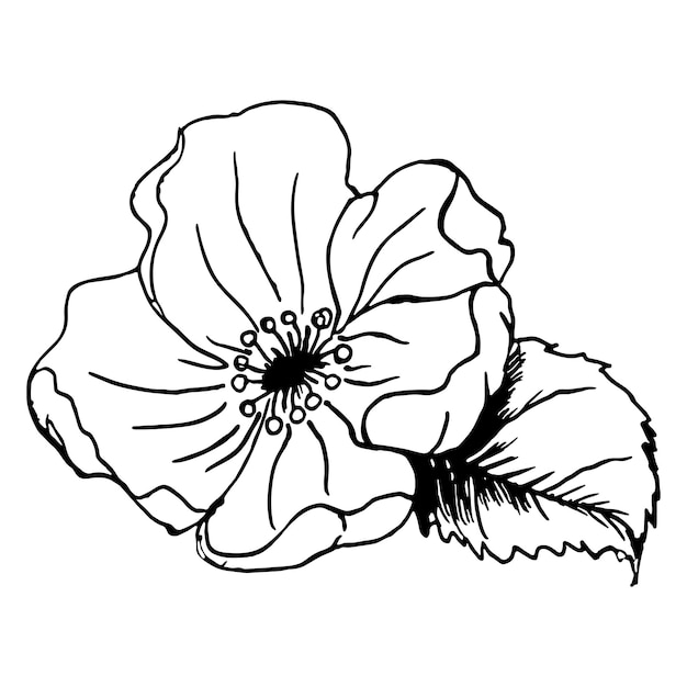 Bloemen bladeren en knoppen van een appelboom botanische vectorillustratie geïsoleerd op een witte achtergrond de planten zijn handgetekende realistische ink schets natuurlijke ontwerp in vintage stijl
