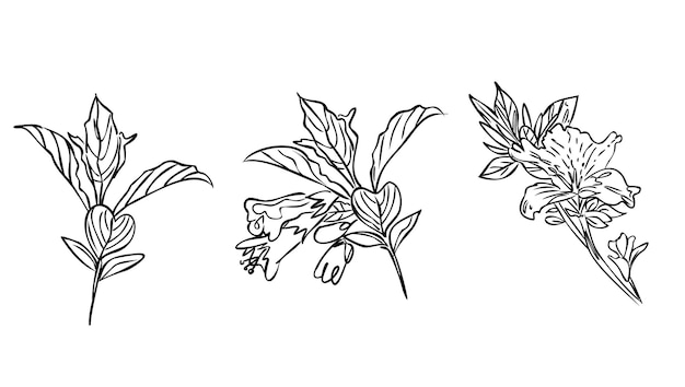 Vector bloemen tekening en schets met lineart op witte achtergrond