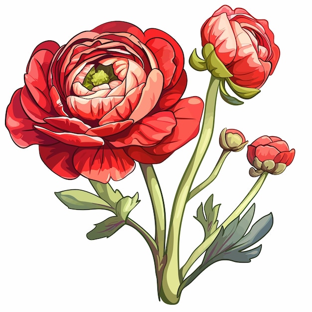 Vector bloemen van ranunculus