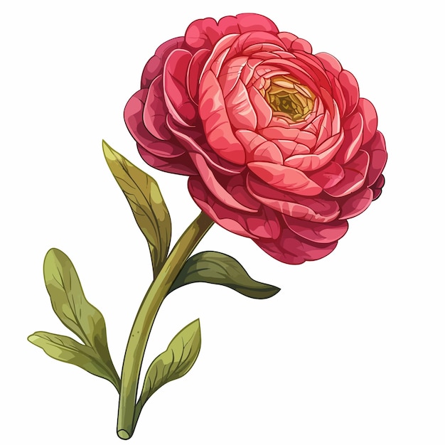 Vector bloemen van ranunculus