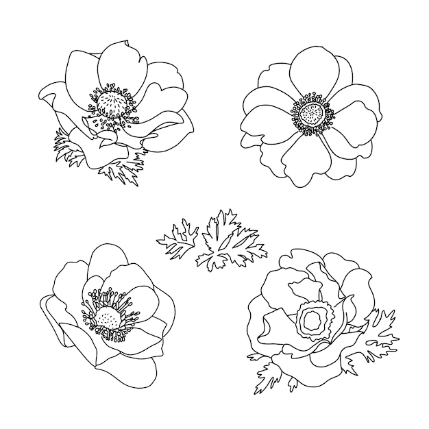 Bloemen zomer anemoon bloemen set. Hand getrokken Doodle bloem. Overzicht zwart-wit afbeelding.