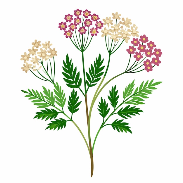 Bloemenbundel met Yarrow-vectorillustratie op witte achtergrond met gedetailleerde lijnkunst