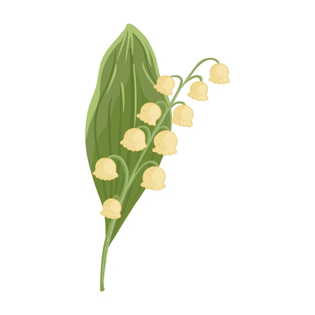 Bloemlelietje-van-dalen met blad op wit
