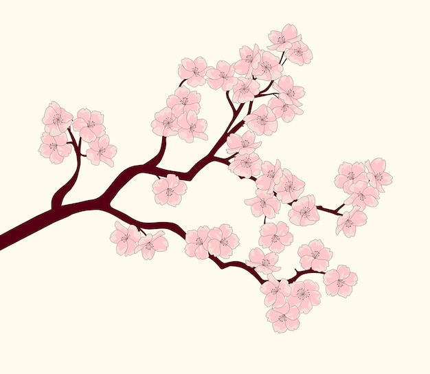 Bloesem bloemen tak illustratie sakura bloesem vector tekening