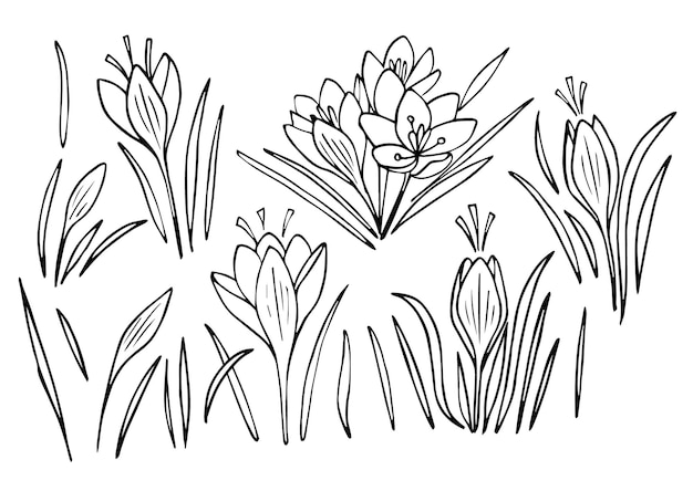 Bloesemkrokus bloemen lijntekeningen vectorillustratie